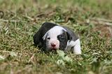 AMSTAFF  PUPPIES 211